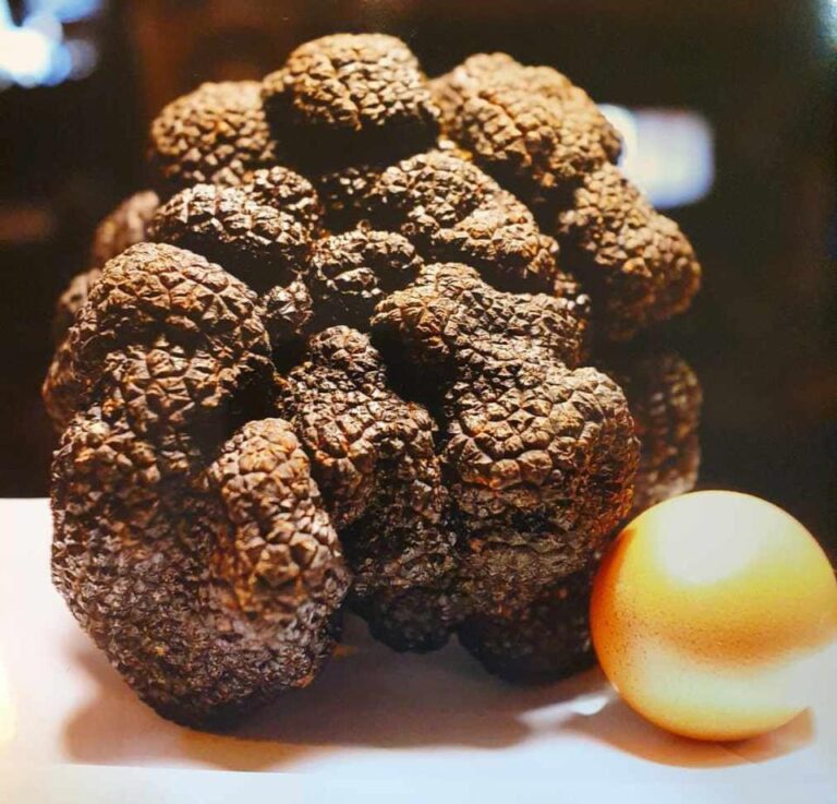 Une truffe géante rare sera vendue aux enchères en tant qu’objet unique de NFT
