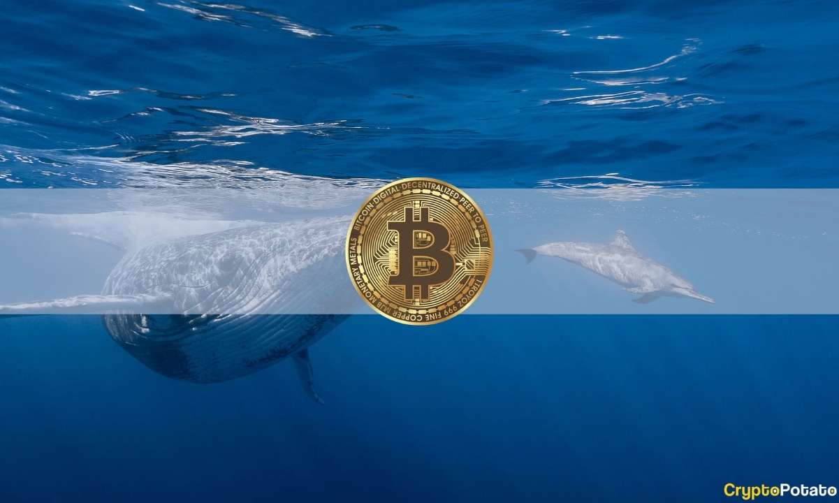 Les adresses Bitcoin Whale atteignent un sommet de 10 mois