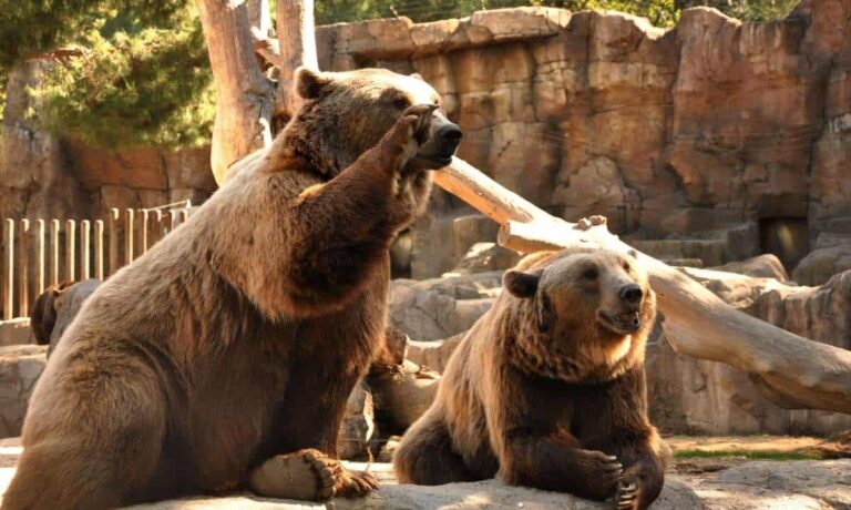 Peter Brandt met en garde contre Bitcoin Bear Trap alors que BTC déverse 1 000 $ par jour