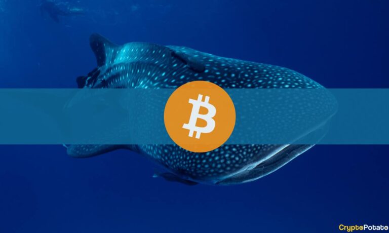 Les baleines Bitcoin s’accumulent alors que le plancher du marché baissier est établi