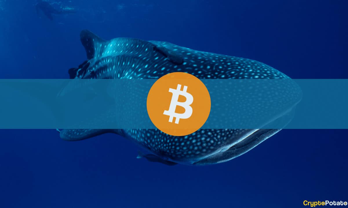 Les baleines Bitcoin s'accumulent alors que le plancher du marché baissier est établi