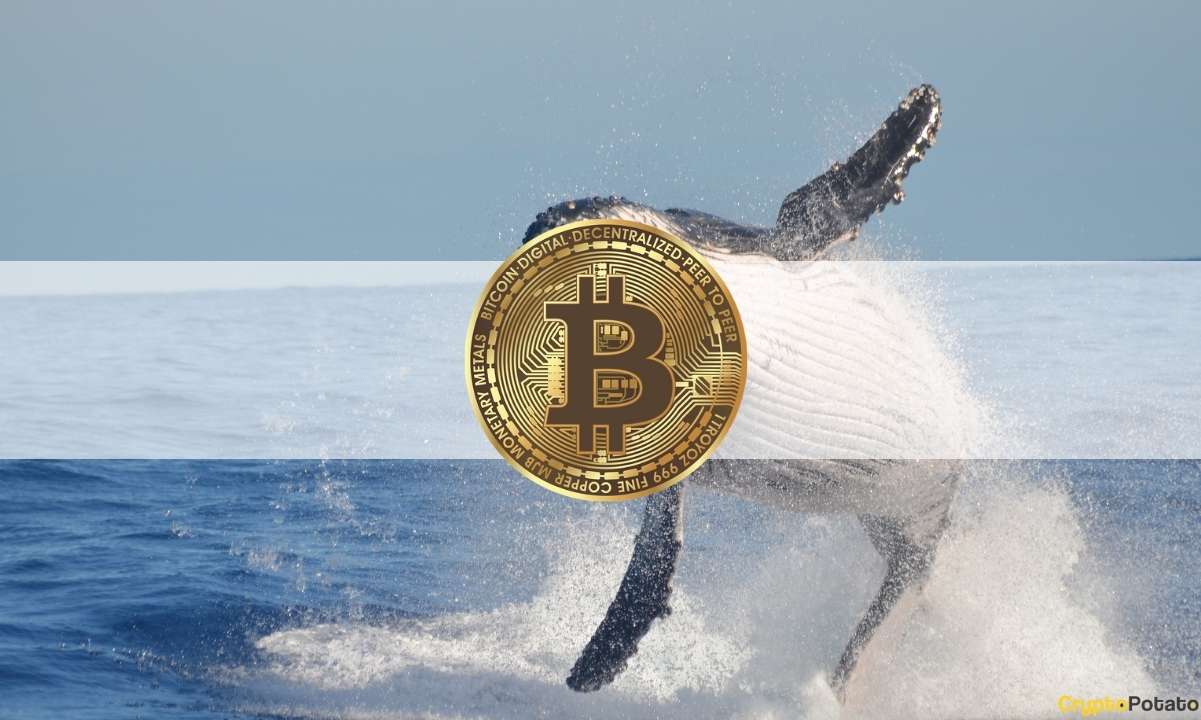 Baleines Bitcoin et requins « généreusement récompensés » après la victoire de Grayscale contre la SEC : données
